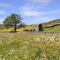 Buy canvas prints of Thwaite Hay Meadow by Andrew Ray