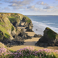 Buy canvas prints of Thrift at Bedruthan Steps by Andrew Ray