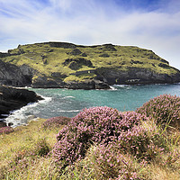 Buy canvas prints of Heather on Barras Nose (Tintagel) by Andrew Ray