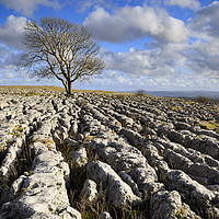 Buy canvas prints of Tree and limestone pavement (Malham Lings) by Andrew Ray