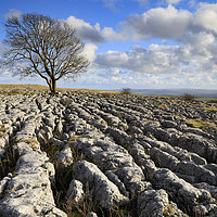 Buy canvas prints of Lone tree Malham Lings by Andrew Ray