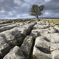 Buy canvas prints of Limestone pavement and lone tree (Winskill Stones) by Andrew Ray