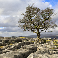Buy canvas prints of Lone Hawthorn Tree at Winskill Stones by Andrew Ray