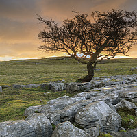 Buy canvas prints of Sunrise at the Winskill Stones by Andrew Ray
