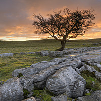 Buy canvas prints of Hawthorn tree at sunrise (Winskill Stones) by Andrew Ray