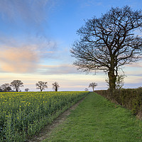 Buy canvas prints of Morning at Lonely Farm (Suffolk) by Andrew Ray