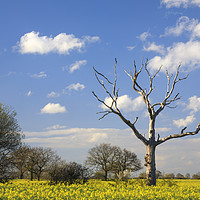 Buy canvas prints of Trees in Oilseed Rape Fields by Andrew Ray