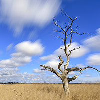 Buy canvas prints of Lone tree (Snape Maltings) by Andrew Ray