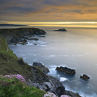 Buy canvas prints of Thrift on the cliff top (Godrevy) by Andrew Ray