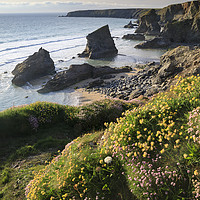 Buy canvas prints of Spring flowers above Bedruthan Beach by Andrew Ray