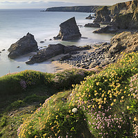 Buy canvas prints of Sping flora above Bedruthan Beach by Andrew Ray