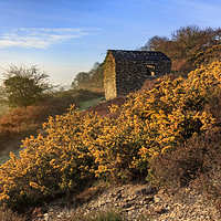 Buy canvas prints of Gorse and barn (Carnon Valley) by Andrew Ray