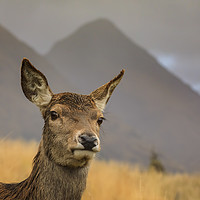 Buy canvas prints of Hind Deer at Glen Etive by Andrew Ray