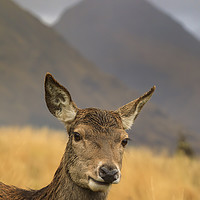 Buy canvas prints of Hind Deer in Glen Etive by Andrew Ray