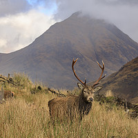 Buy canvas prints of Deer in the Scottish Highlands by Andrew Ray