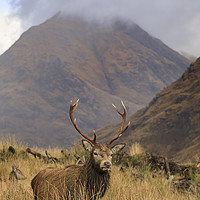 Buy canvas prints of Deer in the Scottish Highlands. by Andrew Ray