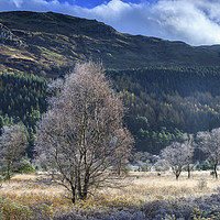 Buy canvas prints of Glen Goil on a frosty morning by Andrew Ray