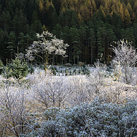 Buy canvas prints of Frost in Glen Goil by Andrew Ray
