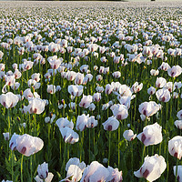 Buy canvas prints of Opium Poppies at West Morden by Andrew Ray