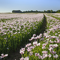 Buy canvas prints of Track through Opium Poppies by Andrew Ray