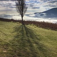 Buy canvas prints of Winter tree above the Usk Valley by Andrew Ray