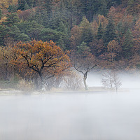 Buy canvas prints of Tree's in the mist (Crummock Water) by Andrew Ray