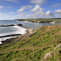 Buy canvas prints of Thrift on the clifftop above Bude Breakwater by Andrew Ray