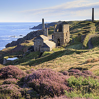 Buy canvas prints of Heather at Levant Mine by Andrew Ray