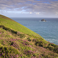 Buy canvas prints of Heather and cow and calf by Andrew Ray