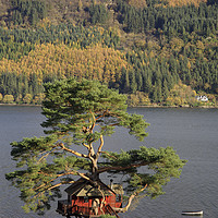 Buy canvas prints of Tree house (Loch Goil) by Andrew Ray