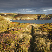 Buy canvas prints of Path through heather and gorse (Nanjizal) by Andrew Ray