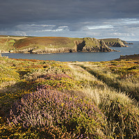 Buy canvas prints of Heather above Nanjizal Cove by Andrew Ray