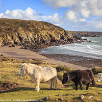 Buy canvas prints of Ponies at Kennack Sands by Andrew Ray