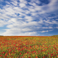 Buy canvas prints of Poppy Fields (West Pentire) by Andrew Ray