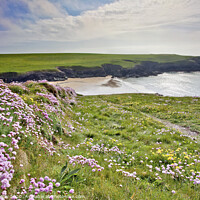Buy canvas prints of Thrift at Crantock by Andrew Ray