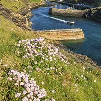 Buy canvas prints of Boat departing Boscastle Harbour by Andrew Ray