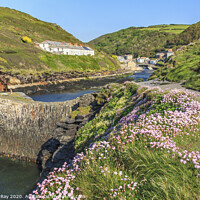 Buy canvas prints of Thrift at Boscastle by Andrew Ray