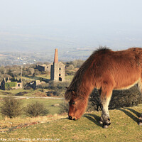 Buy canvas prints of Pony on Bodmin Moor by Andrew Ray