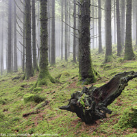 Buy canvas prints of Misty Wood (Bodmin Moor) by Andrew Ray