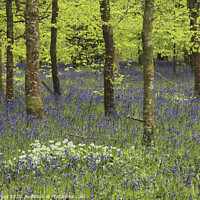 Buy canvas prints of Belts Wood (Lanhydrock) by Andrew Ray