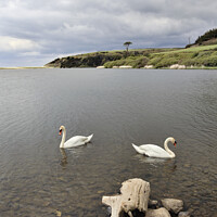 Buy canvas prints of Swans on Loe Pool by Andrew Ray
