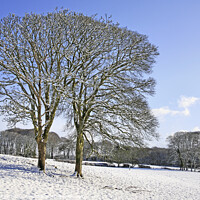 Buy canvas prints of Tree's in snow by Andrew Ray