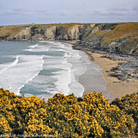 Buy canvas prints of Gorse at Trebarwith  by Andrew Ray