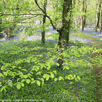 Buy canvas prints of Bluebell Woods by Andrew Ray