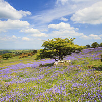 Buy canvas prints of Bluebells on Dartmoor  by Andrew Ray