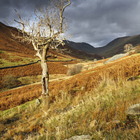 Buy canvas prints of Lone tree (Troutbeck) by Andrew Ray