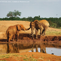 Buy canvas prints of Elephant greeting by Howard Kennedy