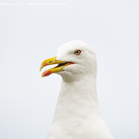 Buy canvas prints of Lesser Black-Backed Gull by Howard Kennedy