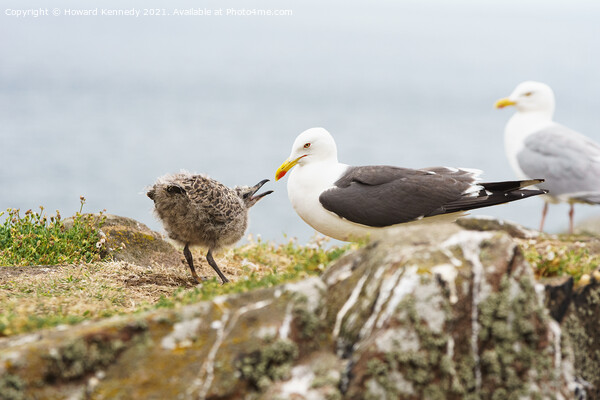Lesser Black-Backed Gull with chick Picture Board by Howard Kennedy