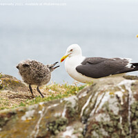 Buy canvas prints of Lesser Black-Backed Gull with chick by Howard Kennedy